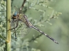 J17_1420 Orthetrum trinacria eating